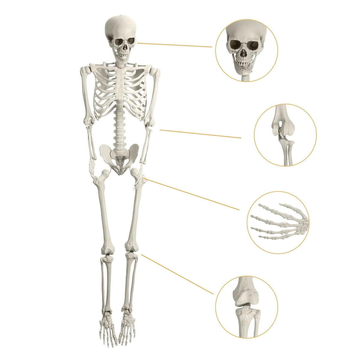 165cm Posable Full Body Skeleton J298