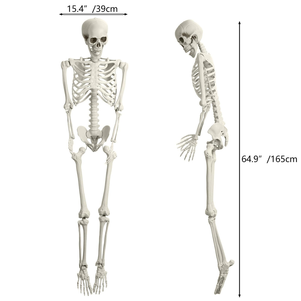 165cm Posable Full Body Skeleton J298