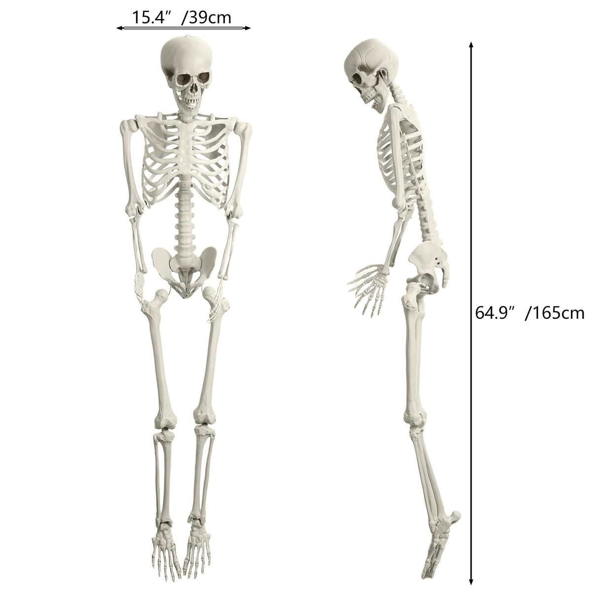 165cm Posable Full Body Skeleton J298